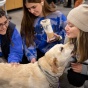 Students pet a visiting therapy dog. 