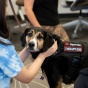 Hamilton the therapy dog visits the library. 