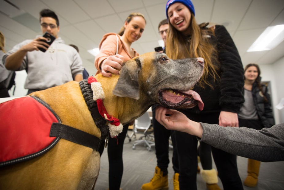 Students pet a therapy dog in Silverman Library.