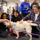 Smiling students pet a yellow Labrador Retriever. 