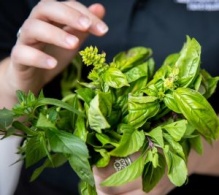 Basil plant held in hands. 