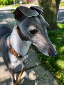 4-year-old Italian Greyhound. 