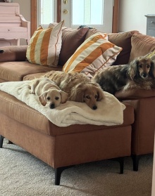 Three of Marnie's dogs (from left: Lavender, Matilda and Miss Honey), lounging in their own special space at home.
