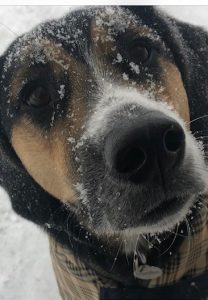 Hamilton the therapy dog