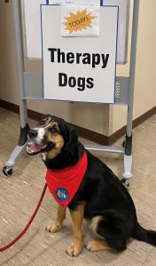 Mixed breed therapy dog named Hammie