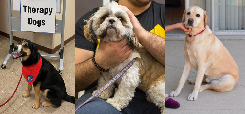 Collage of three therapy dogs