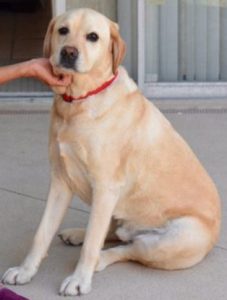 Yellow Lab Therapy Dog named Sam
