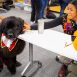 dogs and pumpkins