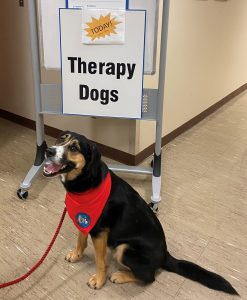 Therapy dog Hammie