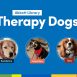 therapy dog photos