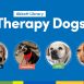 therapy dogs