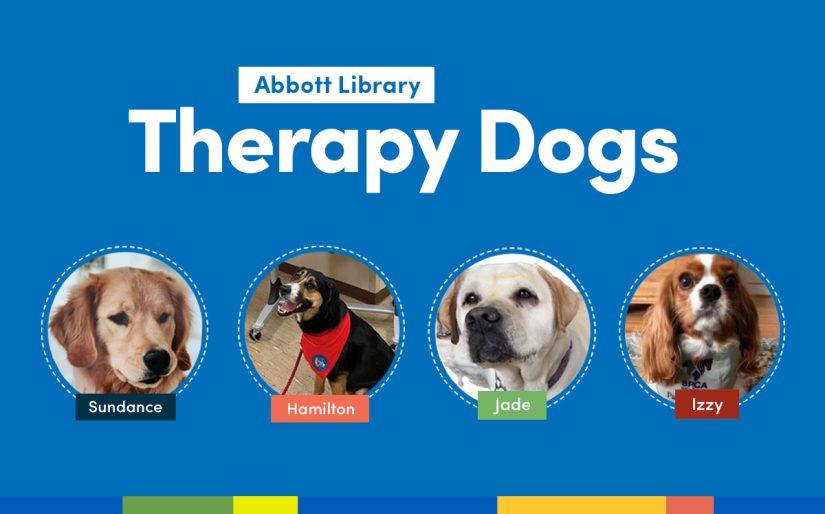 therapy dogs