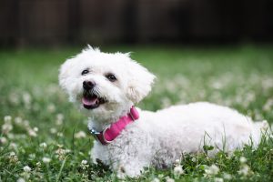 Therapy Dog Riley